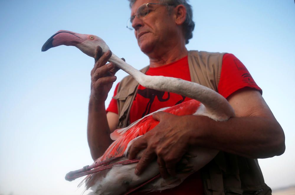 Manuel Rendon holds a female flamingo, which was ...