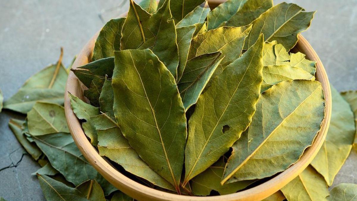 Hojas de laurel.