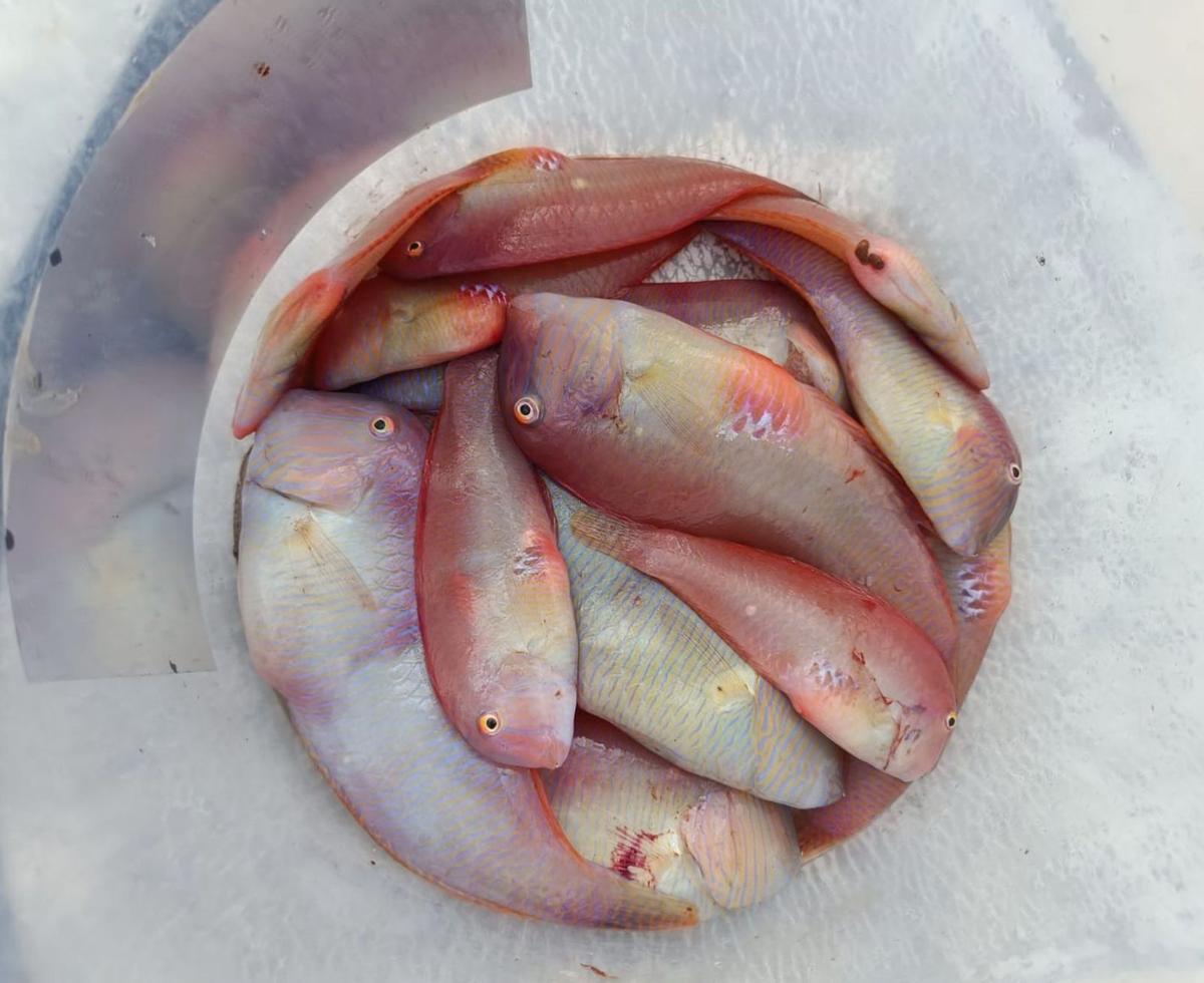 Imagen de unos ‘raors’ pescados ayer en Formentera. | P.M.