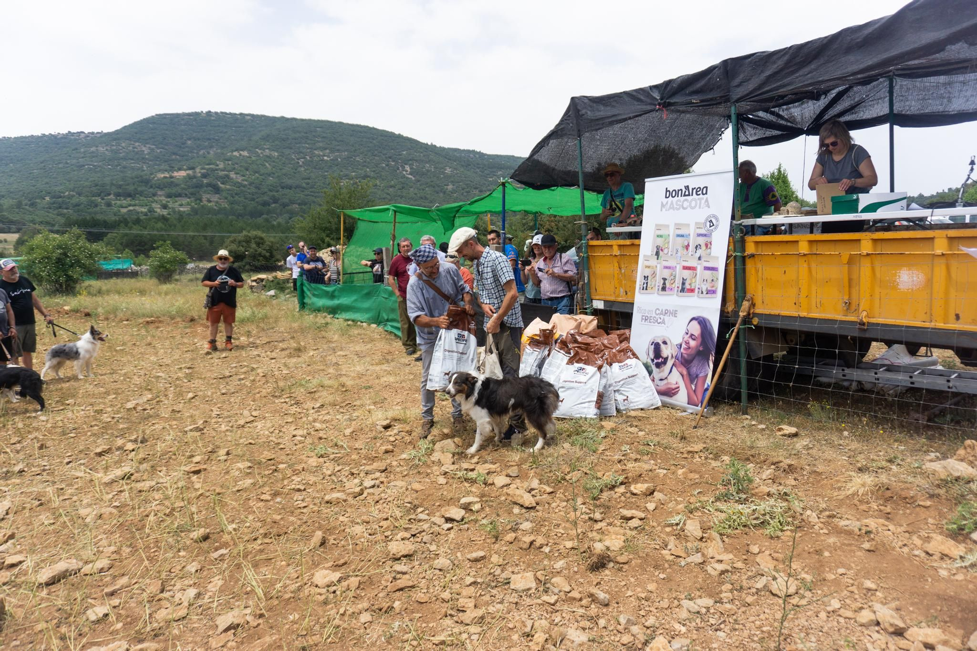 FOTOGALERÍA: Las imágenes del concurso de perros pastores de Ares del Maestrat