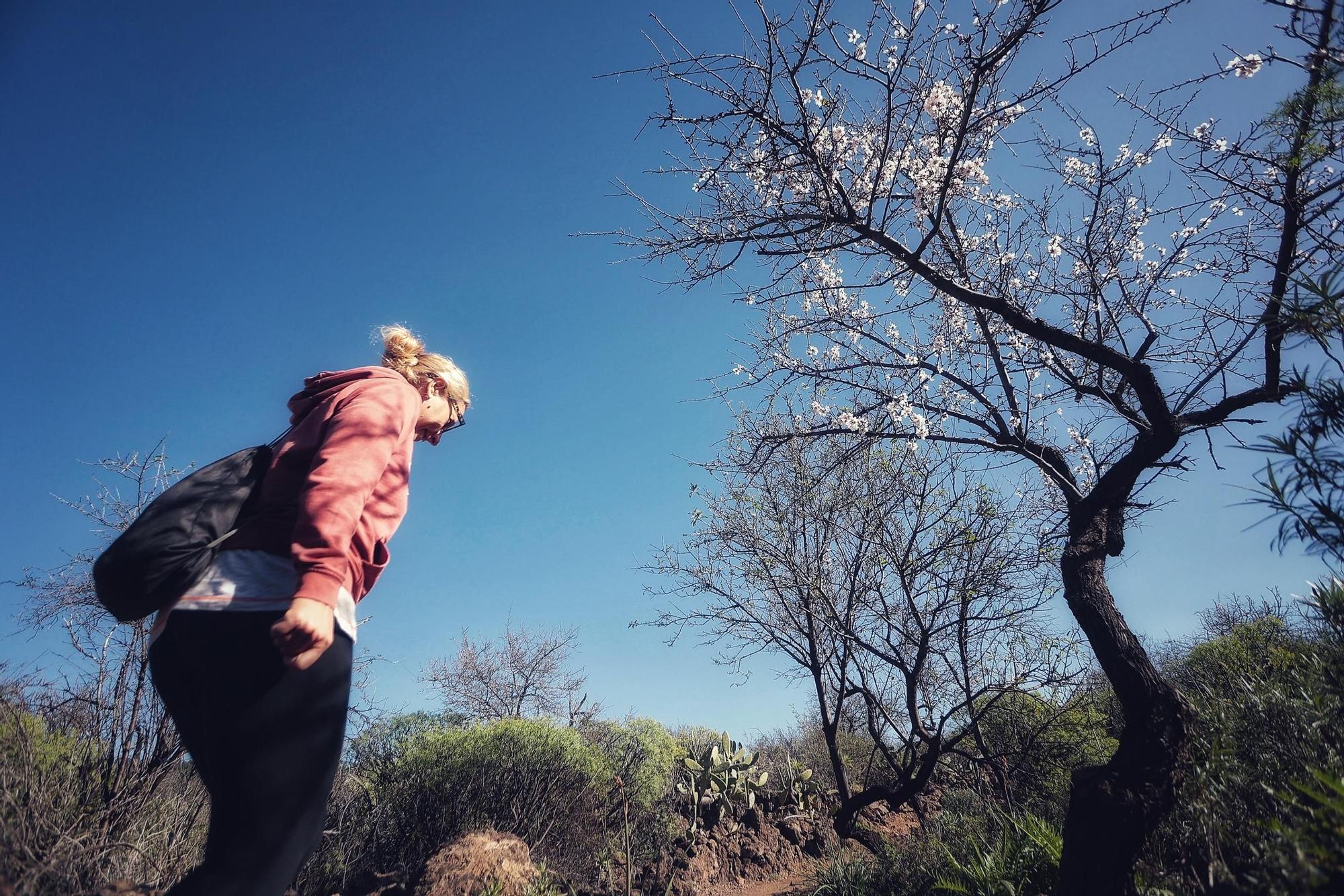 Pateos para ver el almendro en flor