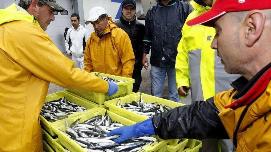 Tripulantes de un pesquero descargan anchoa en el puerto de Santoña (Cantabria).  // Esteban Cobo