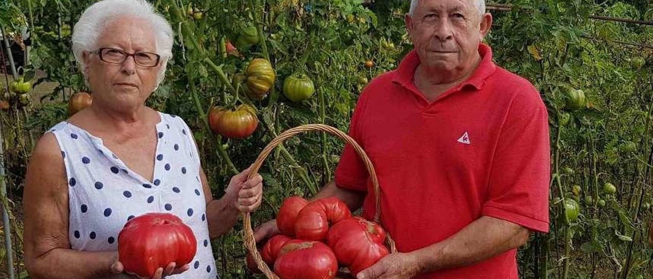 Esther Costales, con un tomate gigante en la mano, junto a Toni Rodríguez, que sostiene una cesta repleta, en su huerta de Puelles.