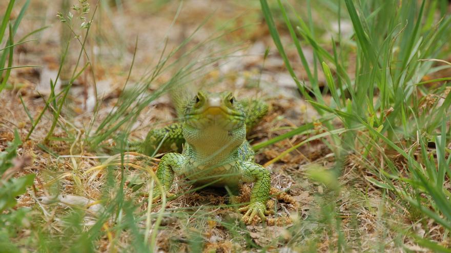 La desaparición del lagarto y la agricultura