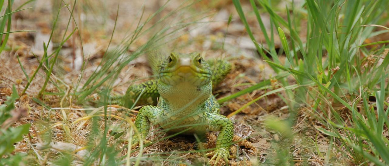 SANABRIA LAGARTO LAGARTOS El animal observa atentamente.