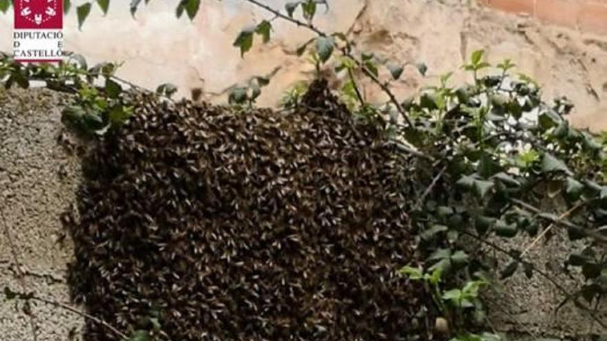 Los bomberos retiran en dos días 21 enjambres de abejas en la provincia