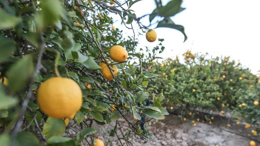 Dos detenidos en Almoradí por estafar más de 45.000 euros en la compraventa de granadas y limones