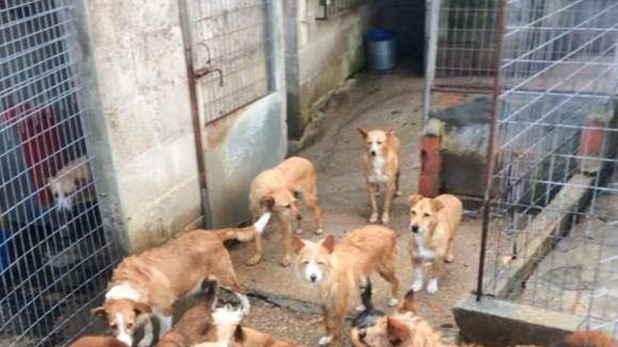 Algunos de los perros acogidos en la protectora Aloia. // D.B.M.