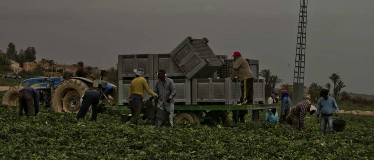 Los extranjeros se refugian en el sector agrícola y suponen el 73% de los contratos