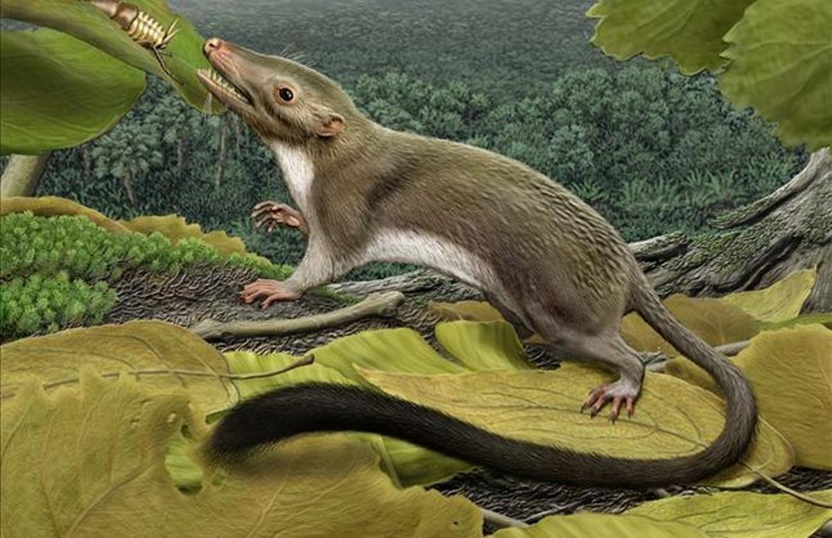 Reconstrucció artística de l’antecessor dels mamífers placentaris. Reconstrucció artística de l’antecessor dels mamífers placentaris.
