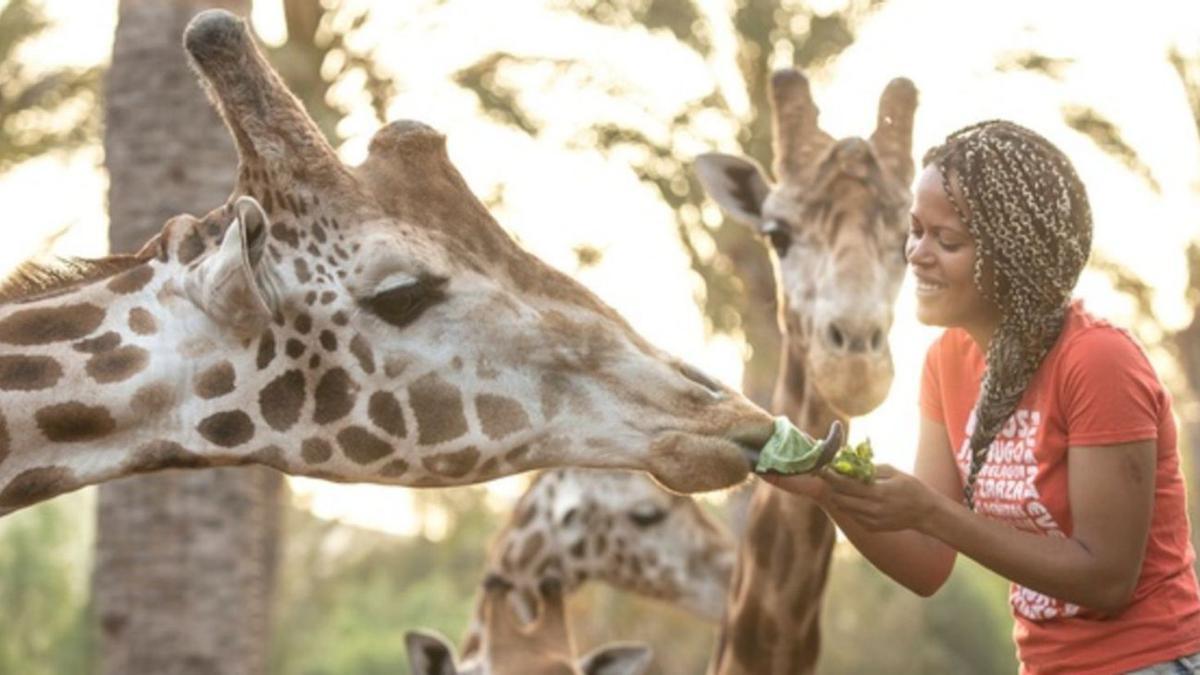 Una joven da de comer a unas jirafas en las instalaciones del Oasis WilfLife, en La Lajita. | | LP/DLP