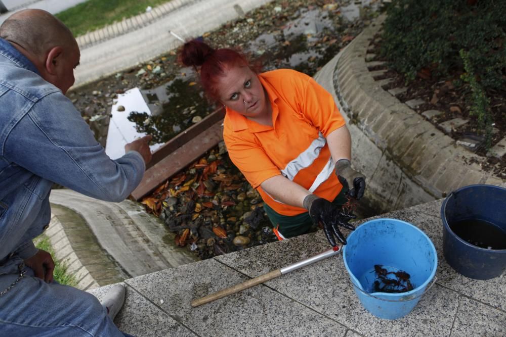 Recogen más de 75 kilos de cangrejo rojo americano en un estanque de Gijón