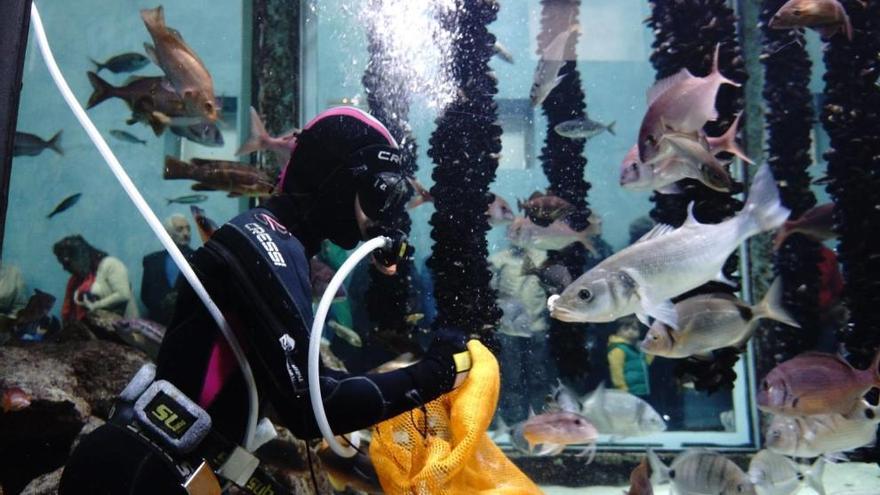 Un buzo alimenta a los peces de uno de los acuarios del Museo del Mar.