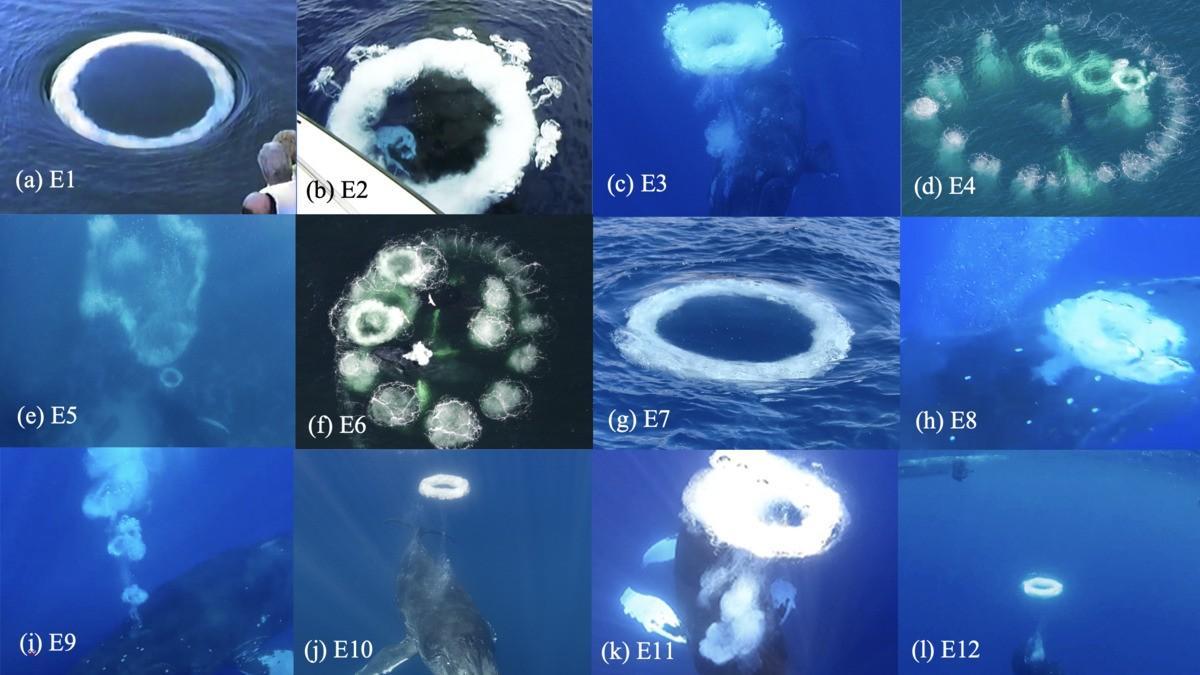 Imágenes de cada uno de los 12 anillos generados por ballenas jorobadas en presencia de humanos, en un aparente intento de comunicación con nosotros.