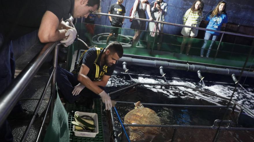 El Acuario de Gijón enseña todos sus rincones con visita a las zonas técnicas y permite conocer cómo se alimenta a los animales