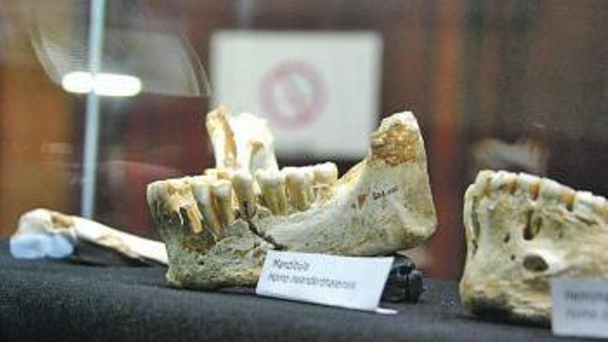Mandíbula neandertal procedente de la cueva del Sidrón.