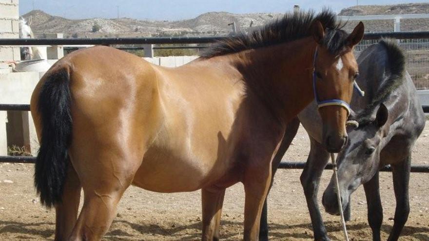 Caballos de pura raza que, entre otras posesiones, fueron incautados a la trama china en el año 2009.