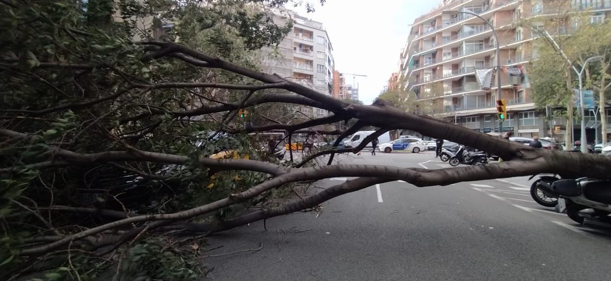 Cae un árbol en la calle Viladomat a la altura de Aragó impidiendo la circulación.