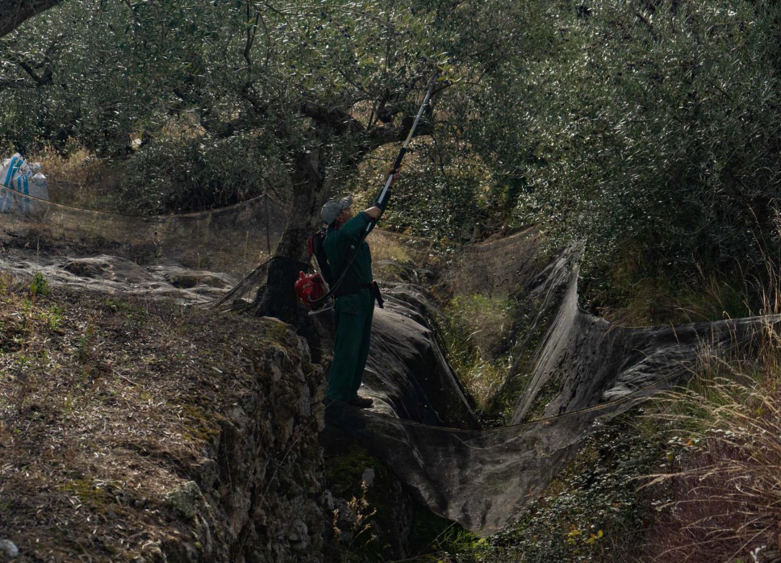 La aceituna despierta el campo fermosellano