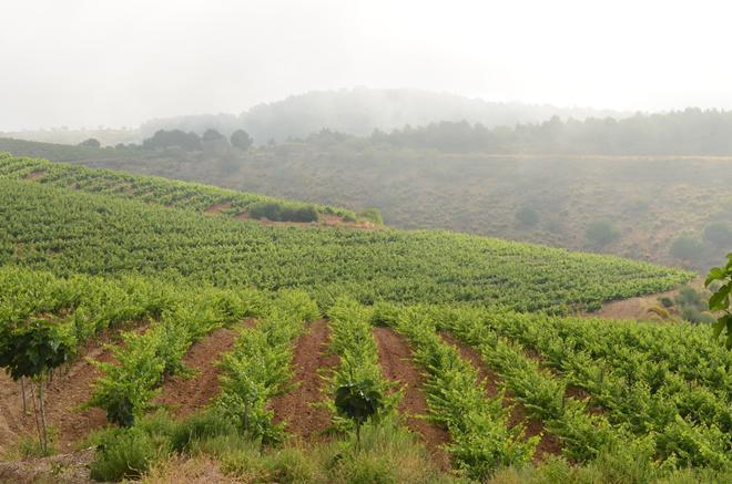 brindis al sol, viñedos, granada