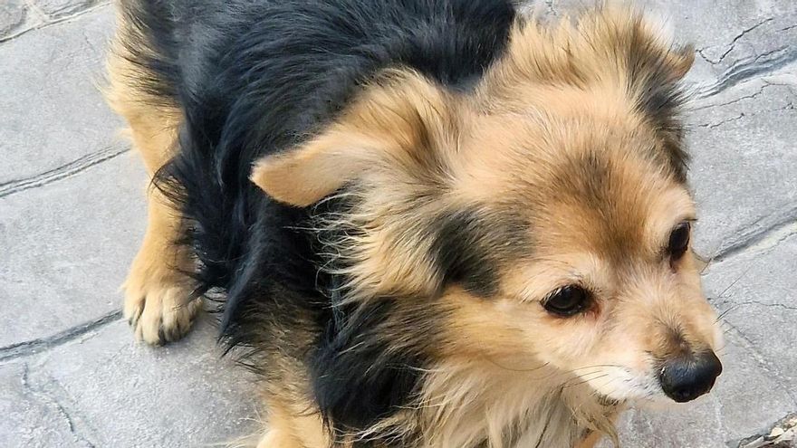 Rompe el fémur a un perro de una patada en Mula