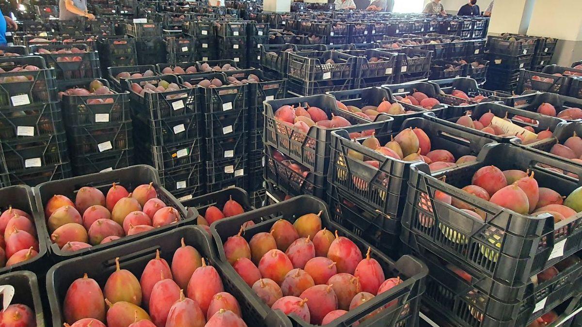 Mangos listos para su venta al por mayor, en la corrida de frutos Llano de los Frailes.