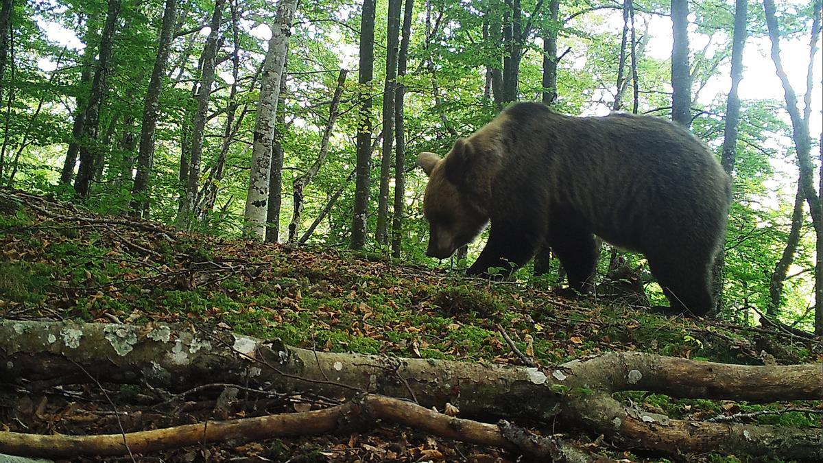 Una imagen de un oso tomada por las cámaras del FAPAS en Asturias