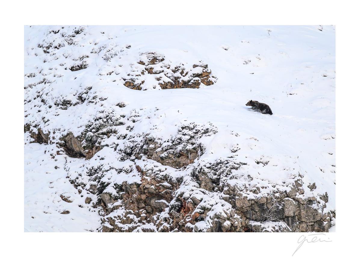 Oso caminando por la nieve de Somiedo