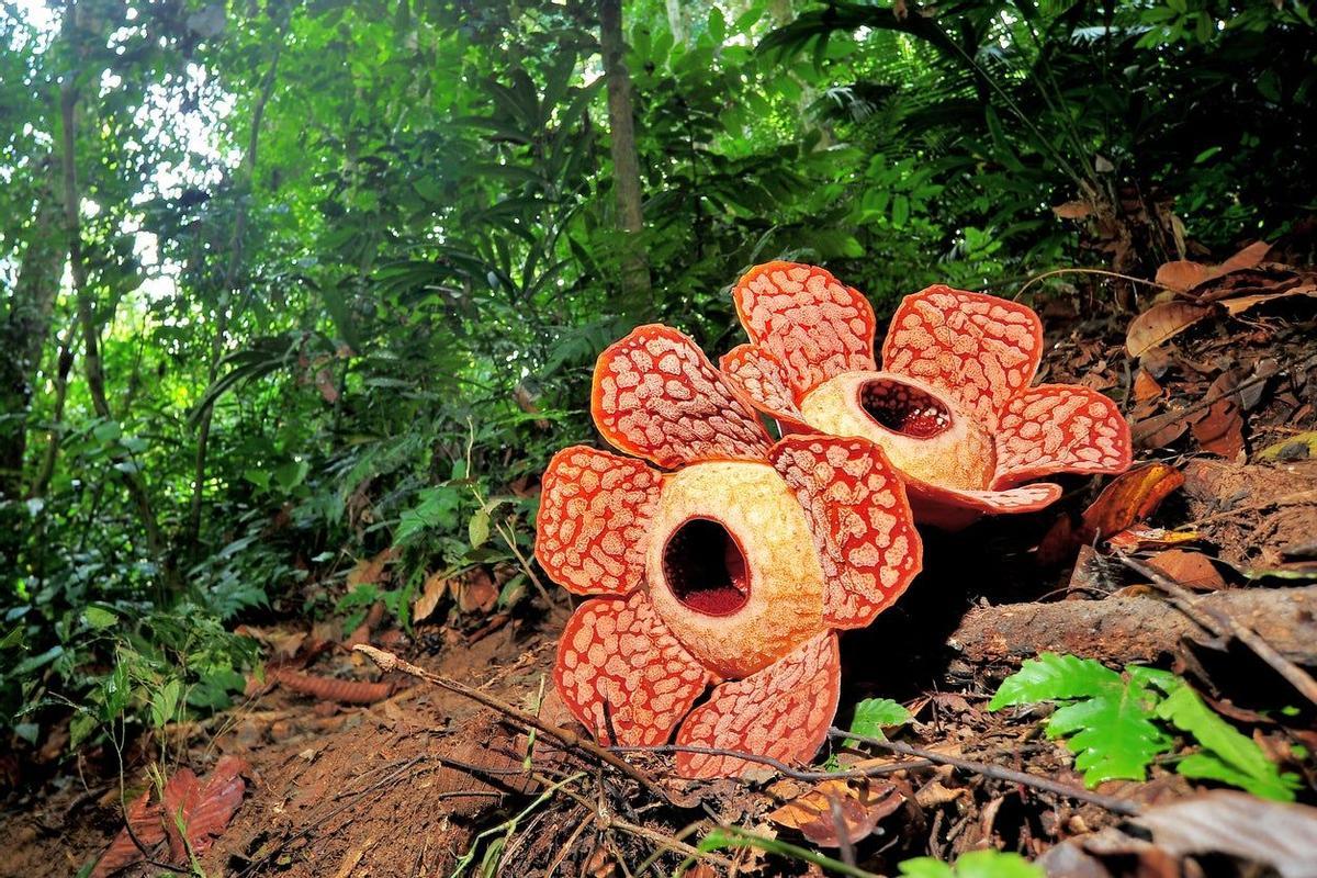 Royal Belum, Malasia, Rafflesia