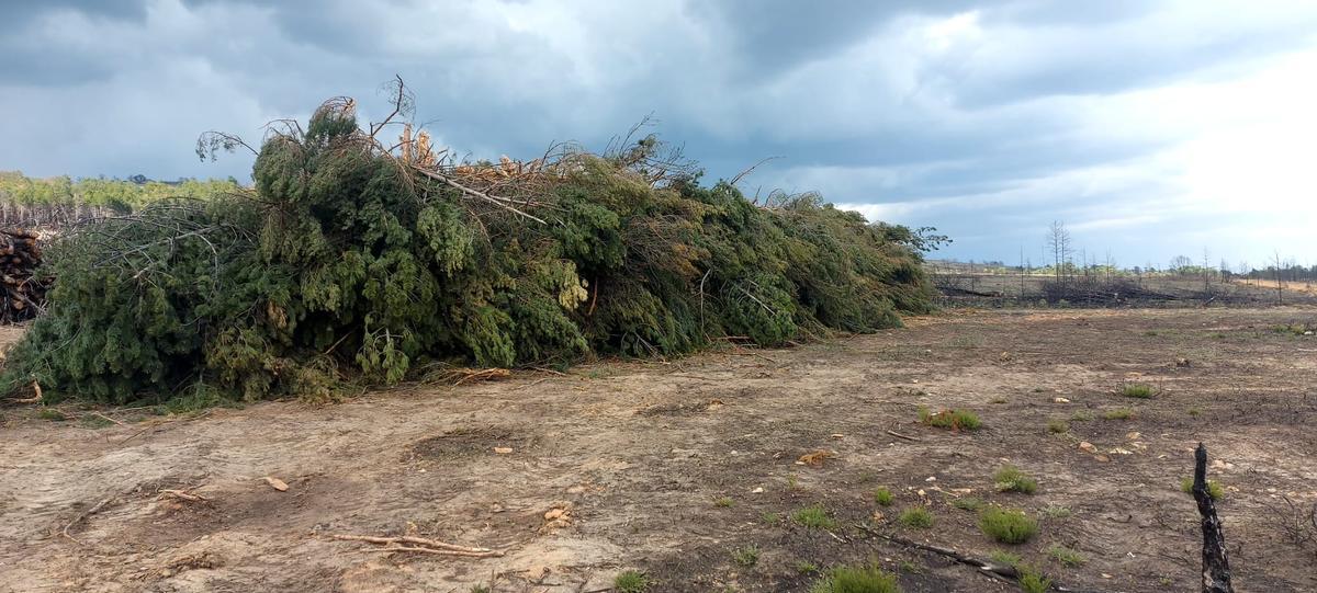 Pinos talados en Ferreras de Arriba.