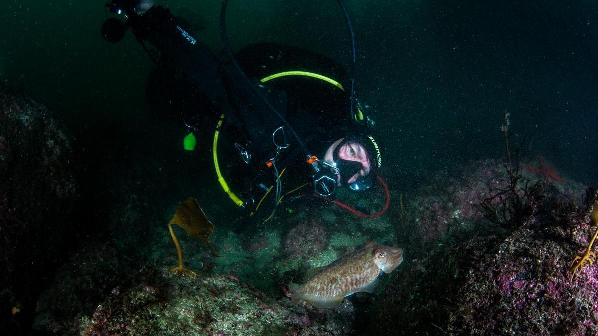 Una inmersión nocturna en el paraíso de Arneles
