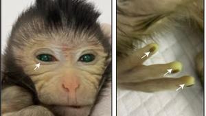 Imagen del primer mono quimérico donde pueden observarse las partes fluorescentes de su cuerpo.