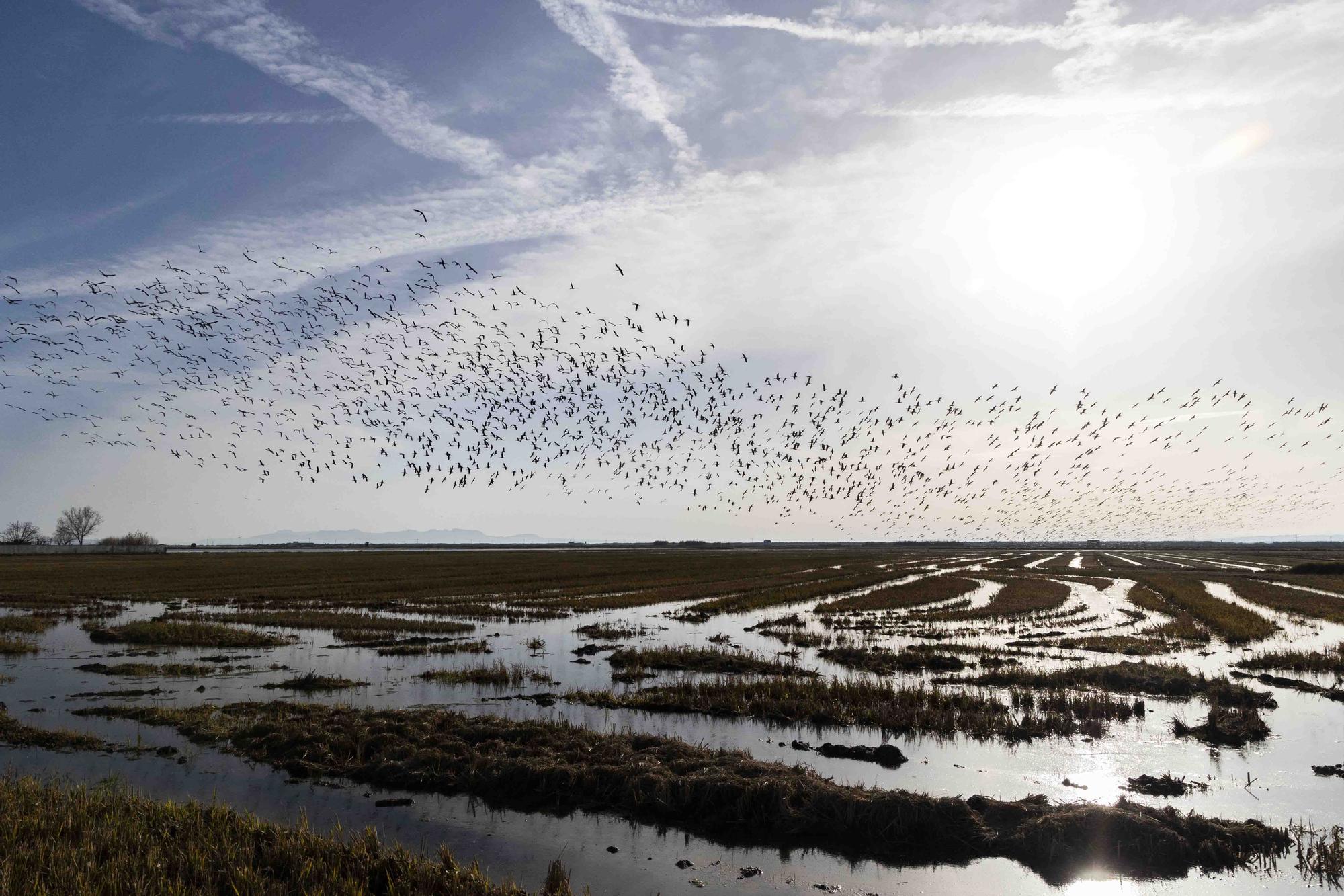 El picatort toma l'Albufera