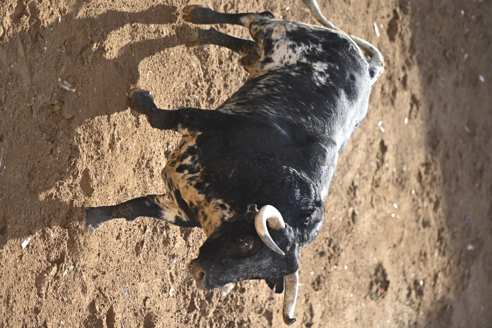 Galería | Primera tarde de toros en Almassora