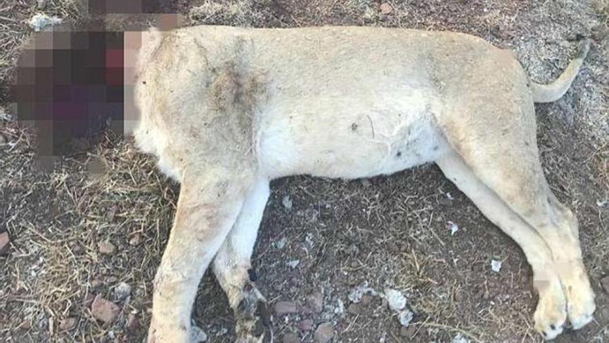 Masacran a seis leones del zoo de Sudáfrica para ser utilizados en rituales  de magia negra - El Periódico Extremadura