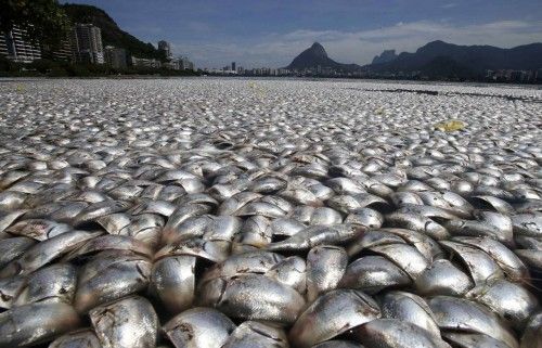 Peces muertos en la laguna de Rodrigo de Freitas de Rio de Janeiro