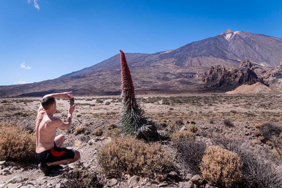 Un turista saca una foto de un tajinaste en el Parque Nacional del Teide.