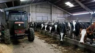 Unos 150.000 euros, lo que puede cobrar un productor de 1.000 litros diarios por el «cártel de la leche»