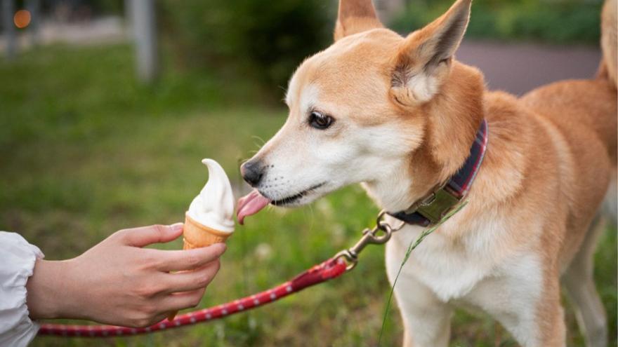 Hasta 200.000 euros de multa por dar esta comida a nuestra mascota: así es la nueva Ley de Bienestar Animal