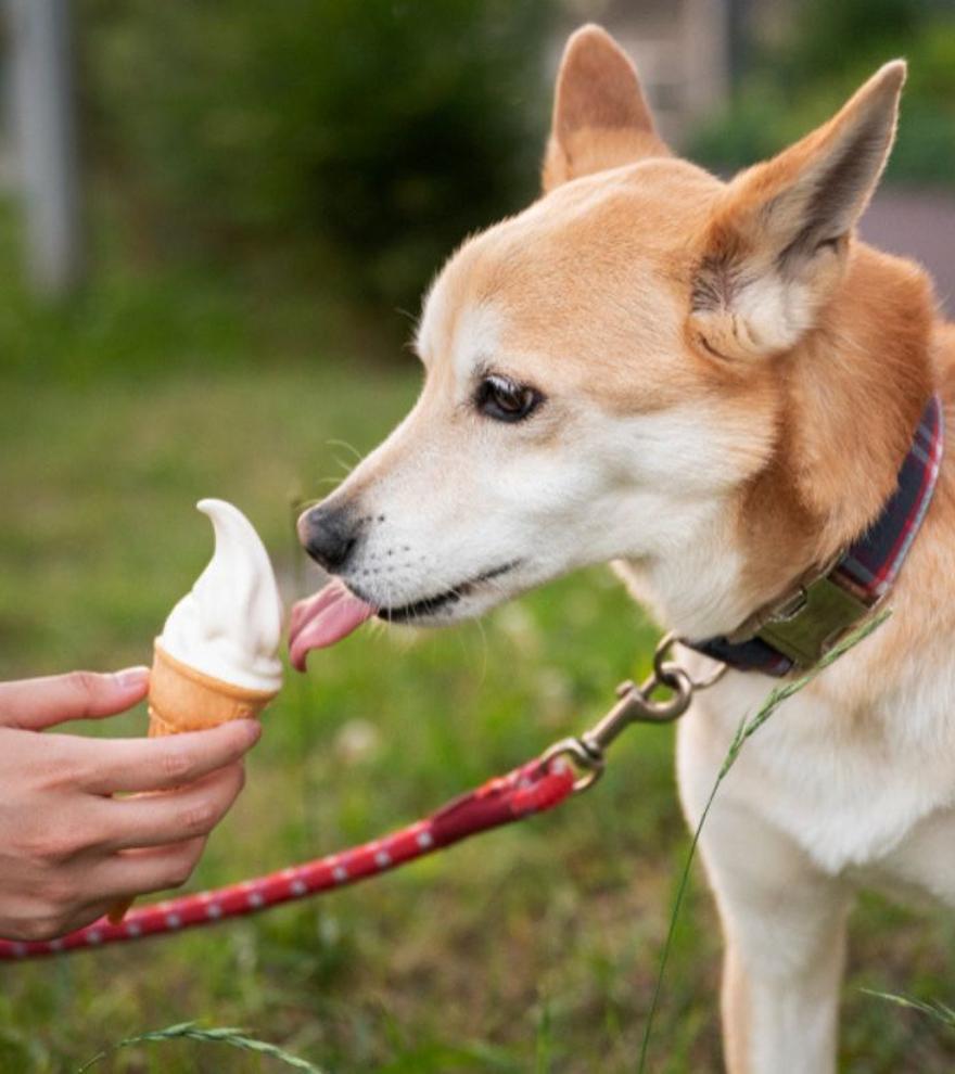 Hasta 200.000 euros de multa por dar esta comida a nuestra mascota: así es la nueva Ley de Bienestar Animal