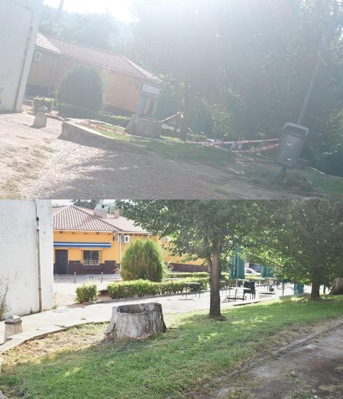 Antes y después de la zona precintada alrededor del tronco hueco.