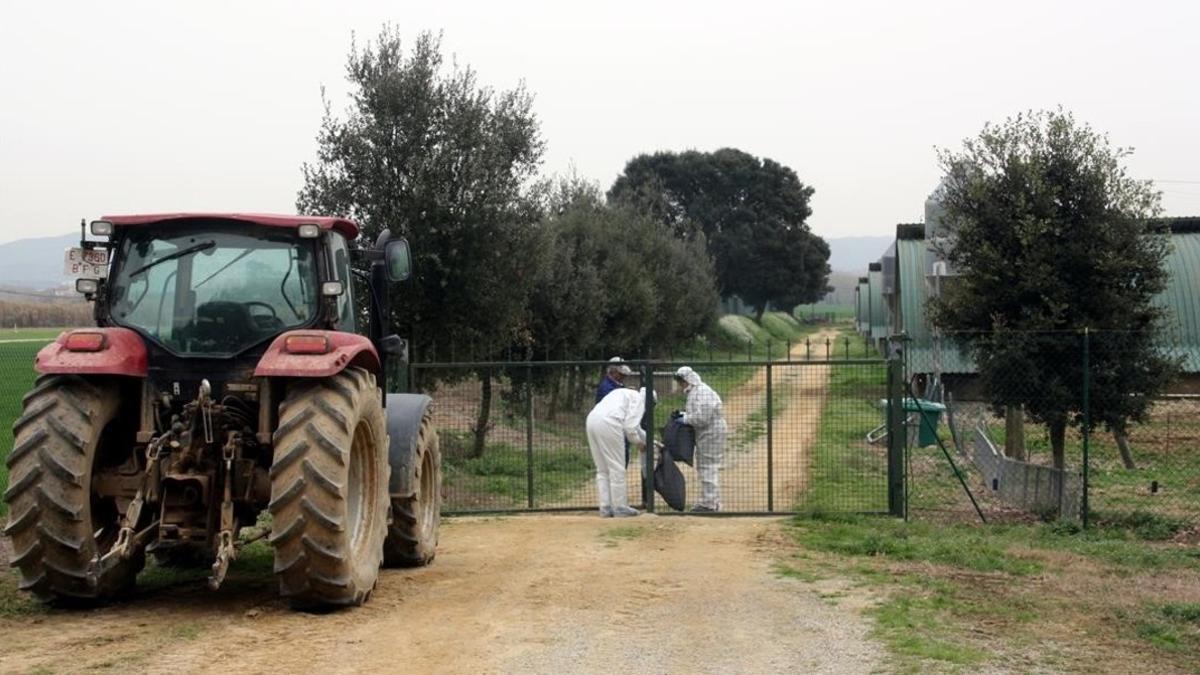 amadridejos37407159 una granja de sant gregori on t cnics han fet comprovacions 170223204342