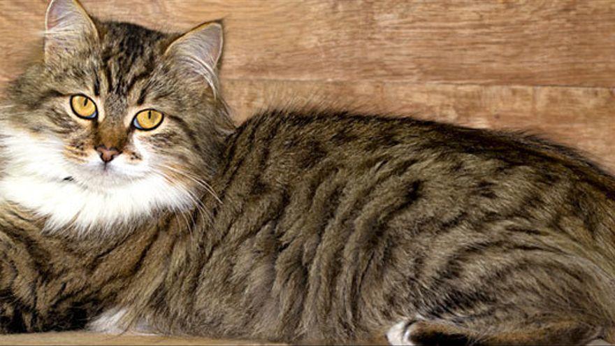 Grande y juguetón: Descubre el gato Maine Coon, una raza de gatos imponente y divertida.