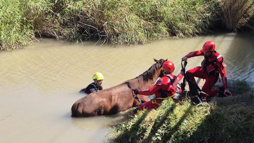 Rescatan a un caballo atrapado en un estanque en Cullera