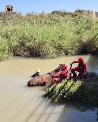 Rescatan a un caballo atrapado en un estanque en Cullera