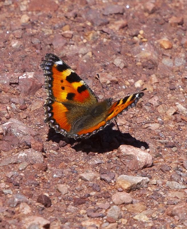 Mariposa Aglais Urticae en el Parque Natural de Somiedo