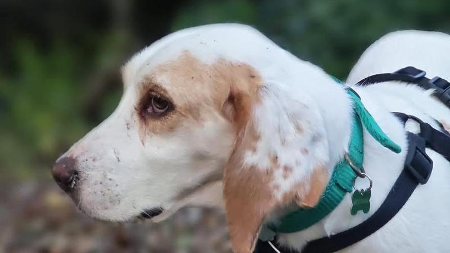 Muere atropellada Sora, la perra que movilizó a varios municipios del área de Vigo desde que se perdió en octubre