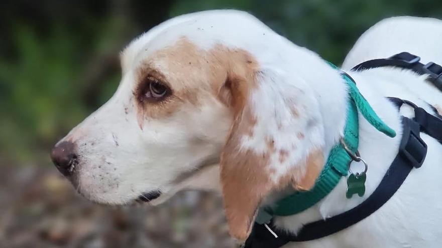 Buscan a contrarreloj a Sora, una perra perdida en los montes de Mos y Porriño desde el 22 de octubre