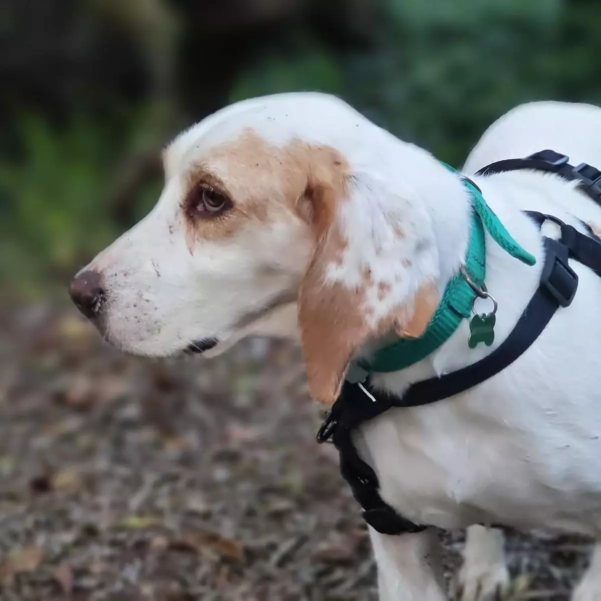 Buscan a contrarreloj a Sora, una perra perdida en los montes de Mos y Porriño desde el 22 de octubre