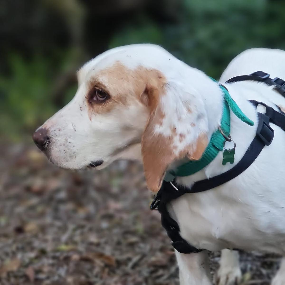 Foto de Sora con el collar y el arnés que llevaba puesto